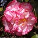 Camellia Betty Sheffield Sup