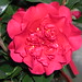 Camellia barbara morgan1