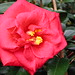 Camellia audusson1