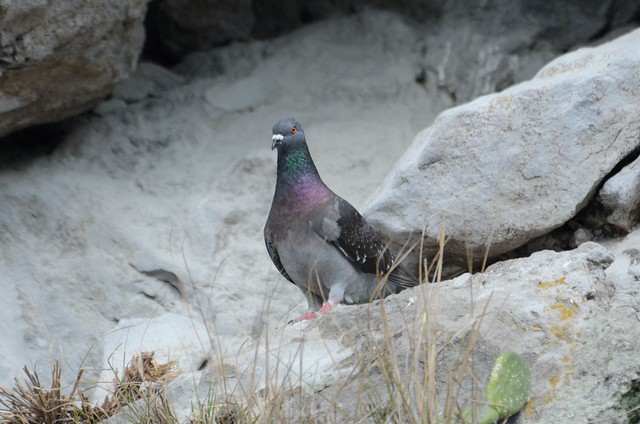 Rock Pigeon (Columba livia) D7K_0421