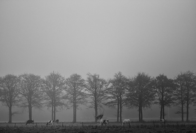 Fog (2)