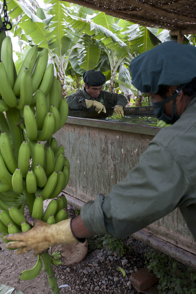 Plantation de bananes - Recolte, conditionnement, etiquettage, emballage
