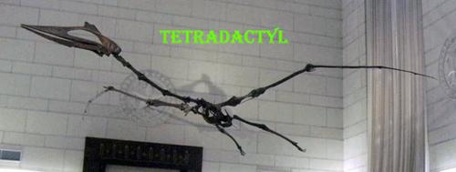 tetradactyl