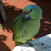 I bei pappagalli dell'Hostal España (2)