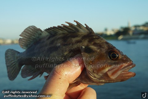 Brown Rockfish - Sebastes auriculatus