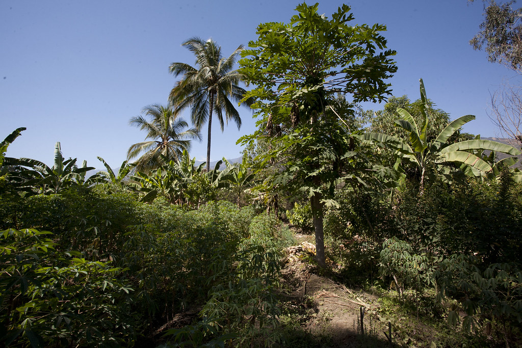 Plantation de Luis Santos GARCIA