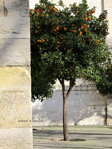 Lisboa_mon bel oranger ©  kakna's world