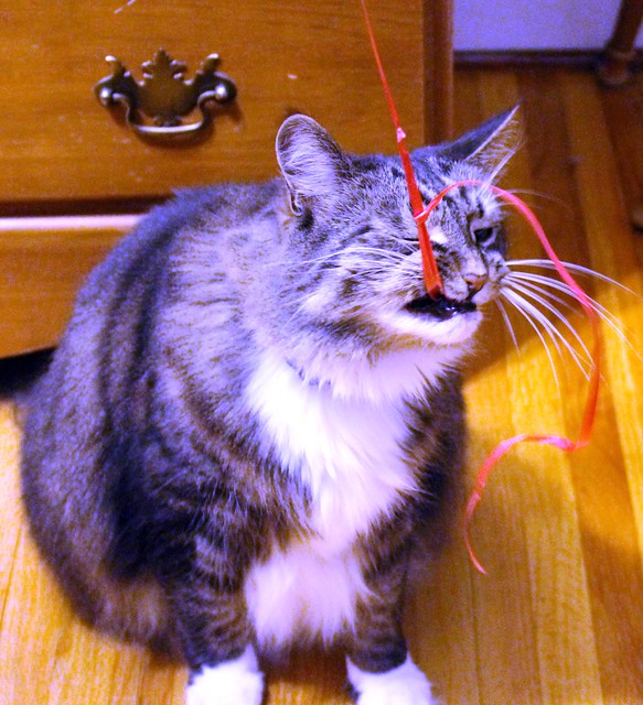 "I caught the ribbon in my mouth...whats my prize?"
