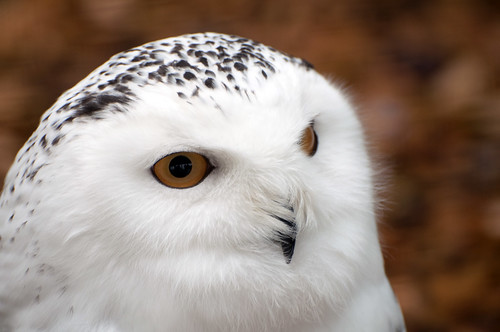 Snowy Owl Close-up by Harlequeen, on Flickr