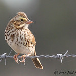 Savannah Sparrow on barbed wire fence (Passerculus sandwichensis)