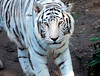 Royal Bengal White Tiger