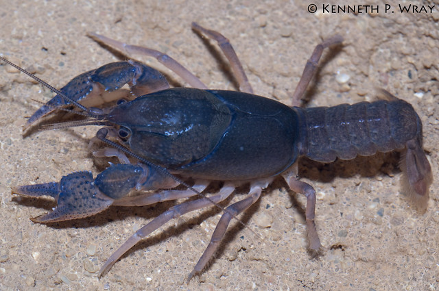 Procambarus [Hagenides] geodytes (Muddiver Crayfish)