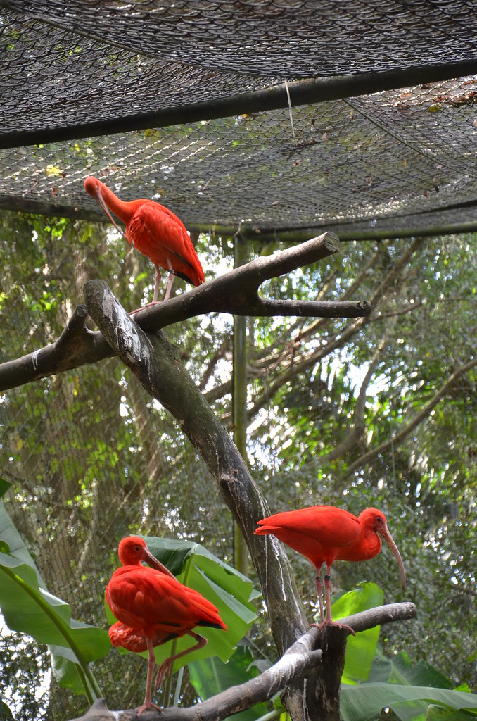 : Red Ibis