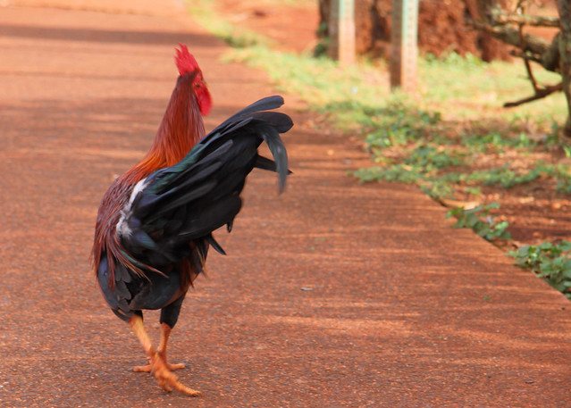 rooster runway walk