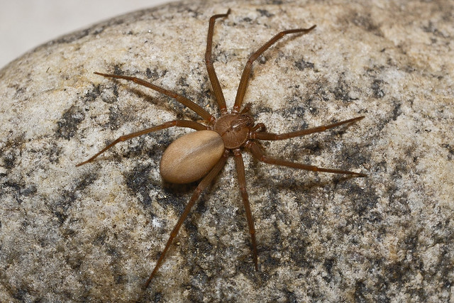 BROWN RECLUSE 2
