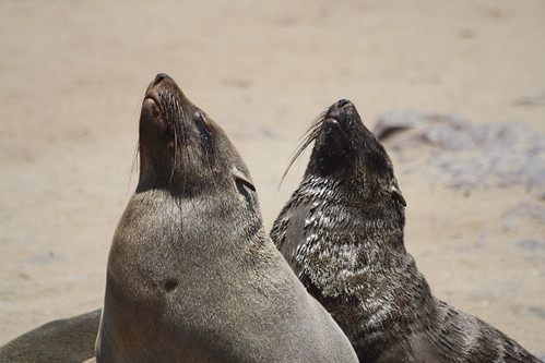 Cape Cross Seal Colony ©  Jean & Nathalie
