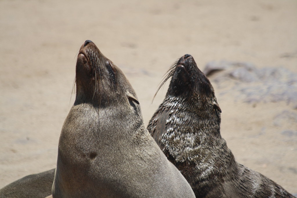 фото: Cape Cross Seal Colony