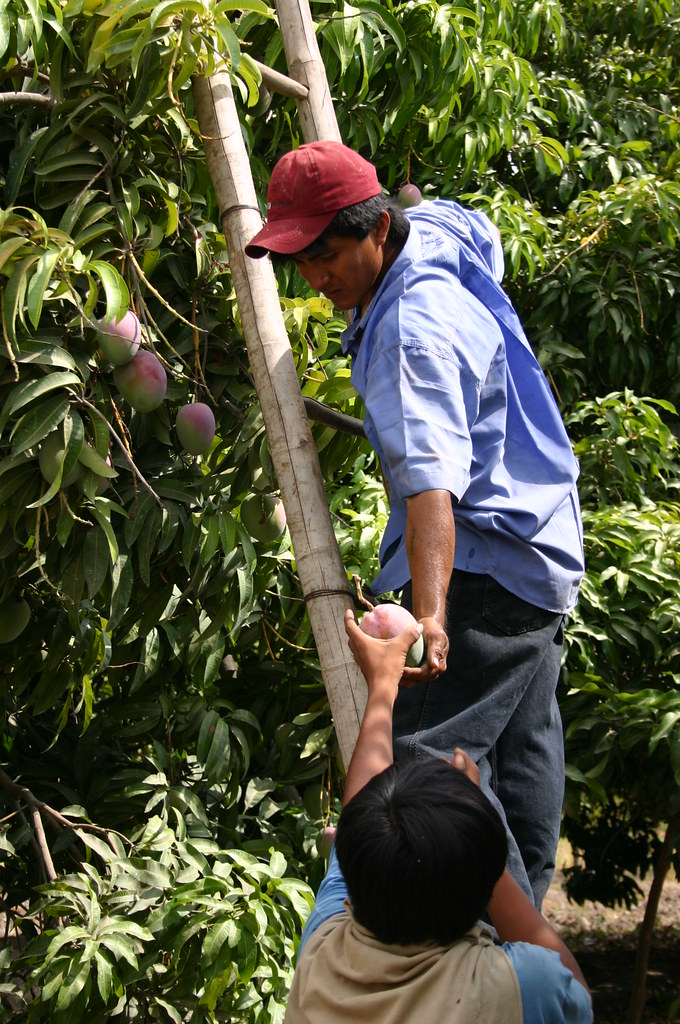 Cueillette mangues