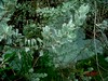 Leucophyllum frutescens (Berland.) I. M. Johnst.