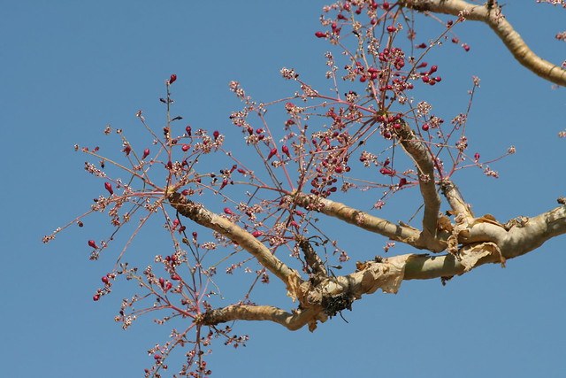 Boswellia sacra tree aka FRANKINCENSE growing in Tigray province, Ethiopia