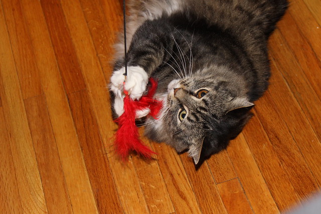 Playing With The Feather Toy