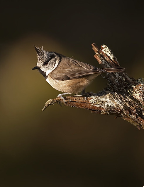 Crested Tit on perch in stunning light