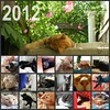 Couverture calendrier chats 2012