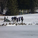 Yukon Race Practice 2012 - Troop 93 - Morgantown WV