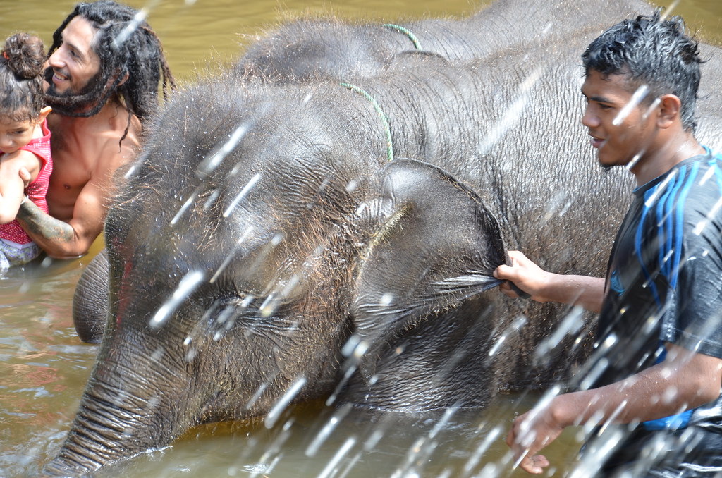 : Bathing with the elephants 3