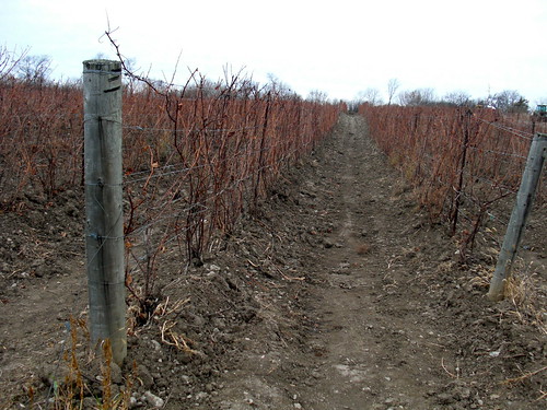 grange vineyard