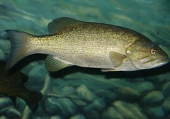 1334_smallmouth bass (Micropterus dolomieu)_30...