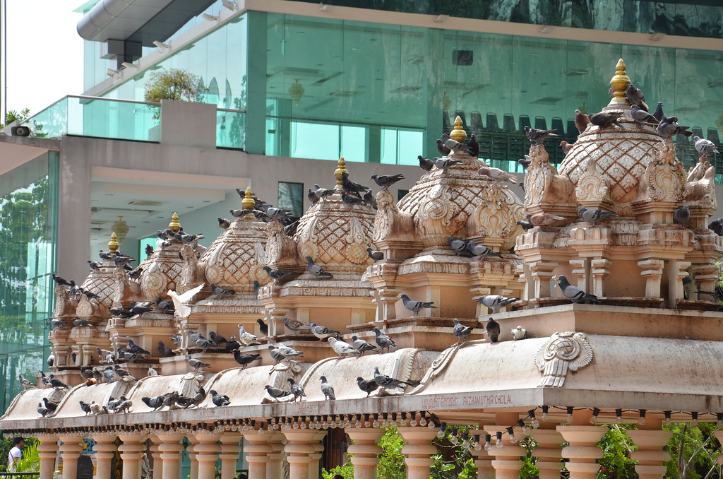 : Doves on the temple rooftops