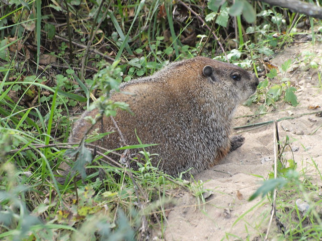 20111010_239 - Happy Groundhog Day!!  2/2/2012 - Groundhog (Marmota monax)