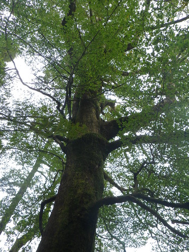 This red beech Nothofagus fusca stands not in the midst of a beech forest