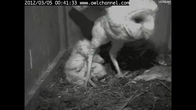 incoming owl, whether DALE or MO, caused Roy to dart into box to defend the babies.  Seconds later, DALE then landed on porch and took over guarding them.  Roy didnt hesitate to go in there to be with them.