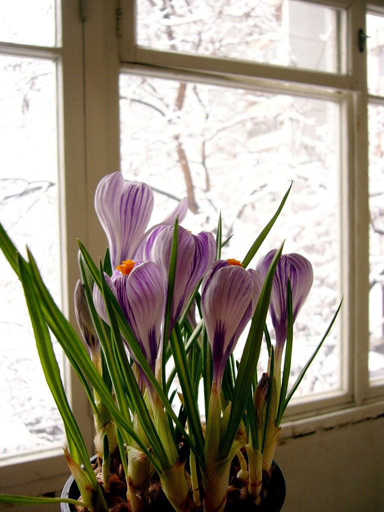 : snow & flowers