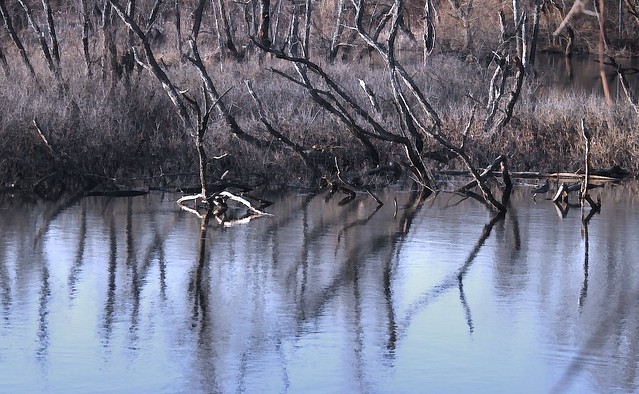 Winter swamp