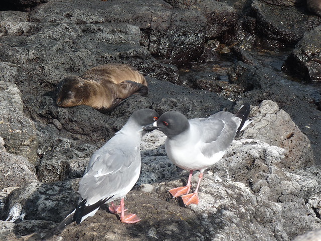 2 gulls and a SEA LION