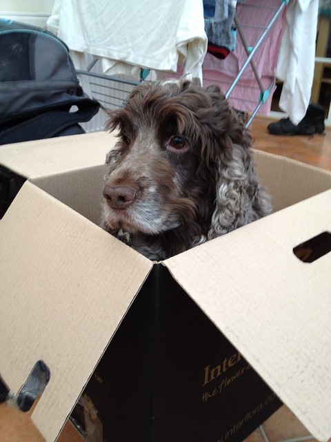 INTERFLORA now delivers dogs!