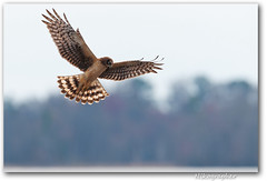 Northern Harrier - Pausing for a look