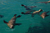 Scuba diving with SEA LIONs in patagonia