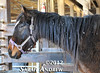 Camelot Auction saddled with abandoned horses