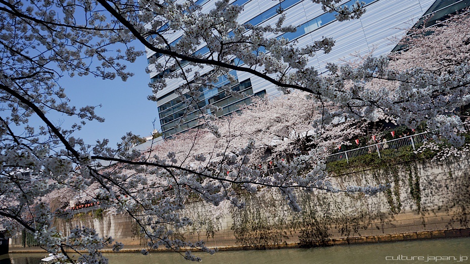 Japan Cherry Blossom Photos