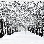 Avenue of the snowy Apple Trees