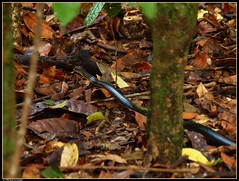 Gabon / Gold's tree cobra (julie.dewilde) Tags: park tr