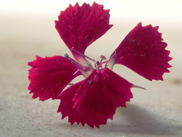 the BACHELOR flower :D