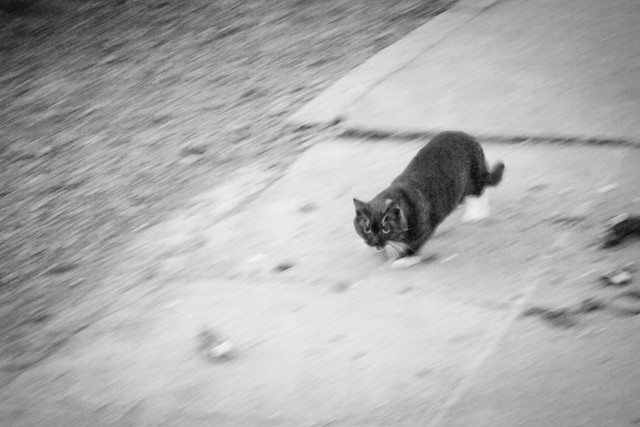 Today's Cat@2012-03-21