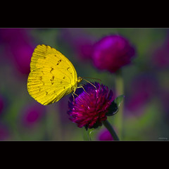Yellow butterfly in the garden Gomphrena globosa