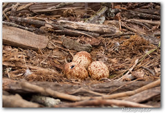 Osprey Egg - mid-hatch