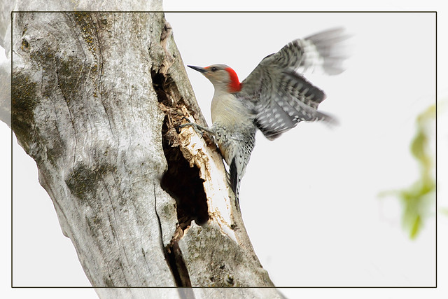 Young Red-Bellied Woodpecker, about to leave the scene